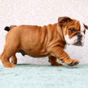 Loki - Bulldog Inglés Macho