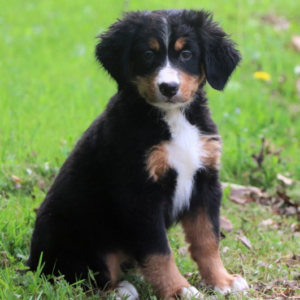 madison hembra perro de montaña de berna