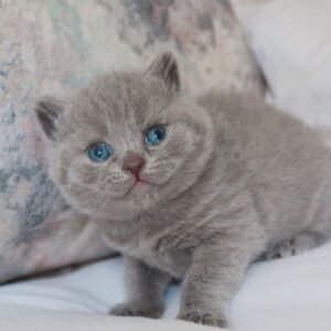 Maggot - Gatito British Shorthair Macho