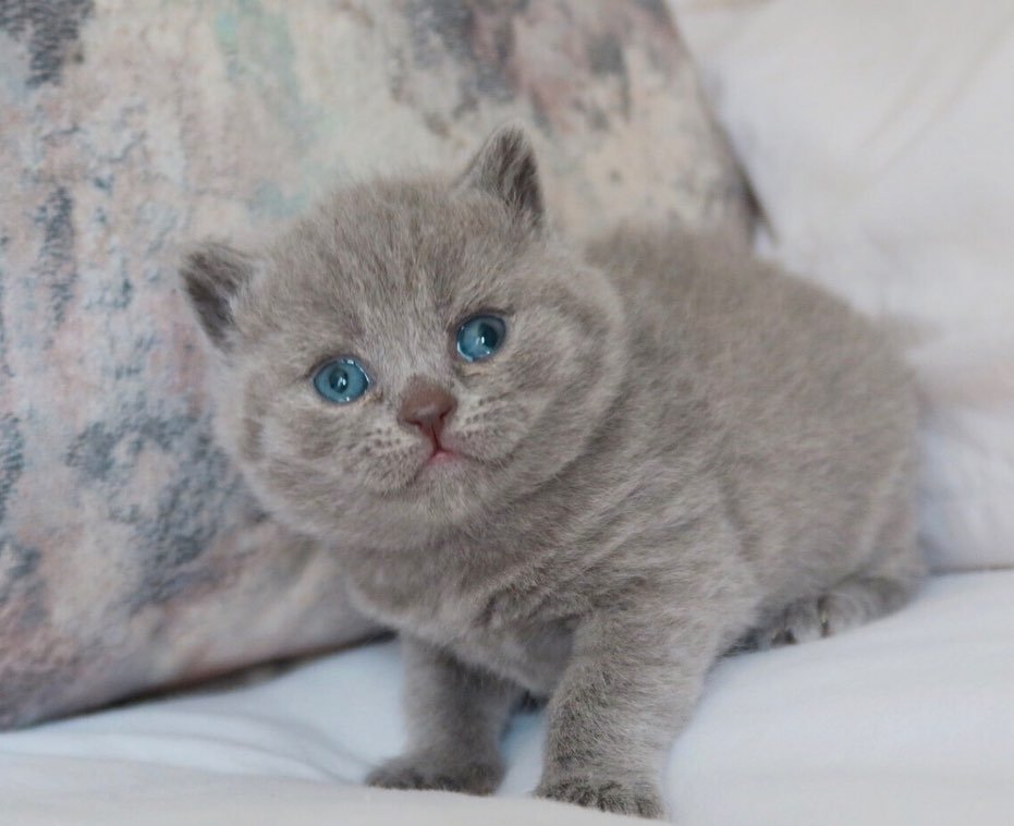 Maggot - Gatito British Shorthair Macho