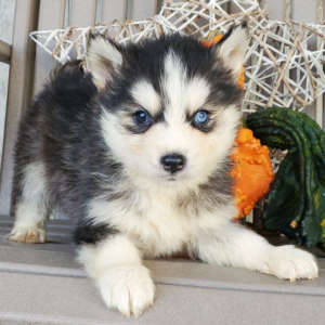 marky cachorro macho pomsky