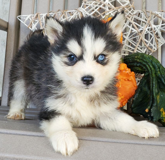 marky cachorro macho pomsky marky cachorro macho pomsky