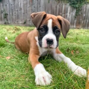 Max - Macho Cachorro de Bóxer