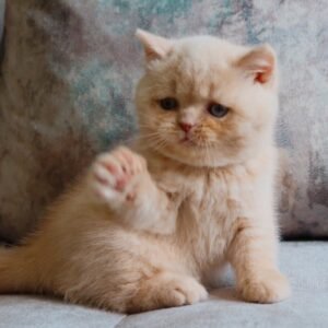 max gatito british shorthair macho