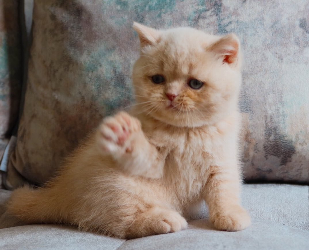 max gatito british shorthair macho max gatito british shorthair macho