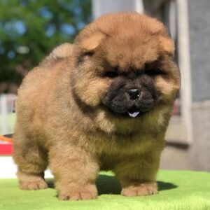 Max - Chow Chow Macho