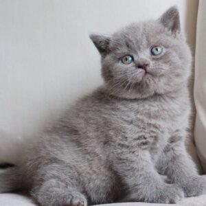 milla gatita british shorthair hembra