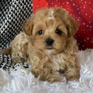 mudi macho maltipoo