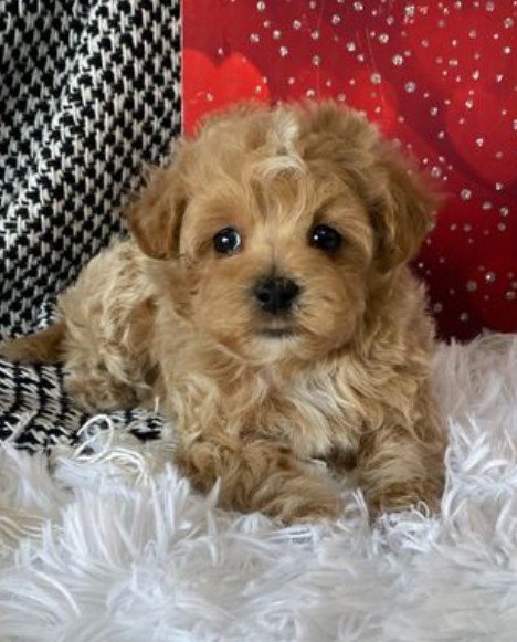 mudi macho maltipoo mudi macho maltipoo