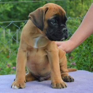 Nala - Hembra Cachorra de Bóxer