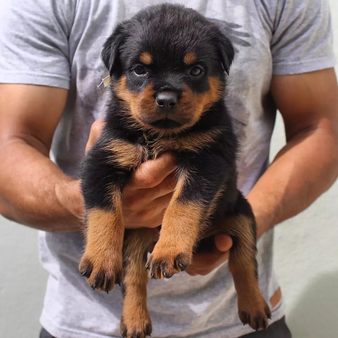 cloey hembra rottweiler cloey hembra rottweiler