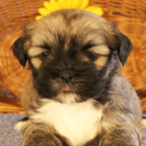 Parker - Lhasa Apso Macho