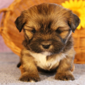 Penny - Lhasa Apso Hembra