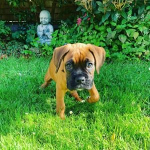 regi hembra cachorra de bóxer