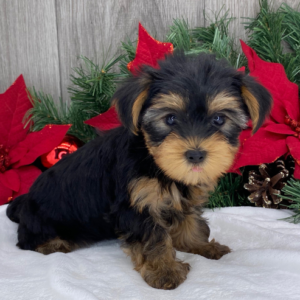 Remi - Yorkshire Terrier Hembra