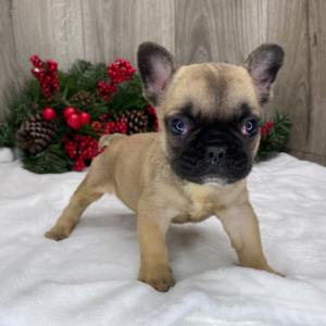 Ronald - Macho Bulldog Francés