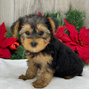 rose yorkshire terrier hembra