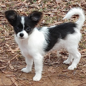 Rusty - Macho Chihuahua