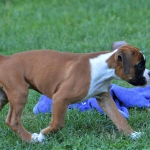 Sam - Macho Cachorro de Bóxer