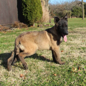 timber cachorra hembra malinois