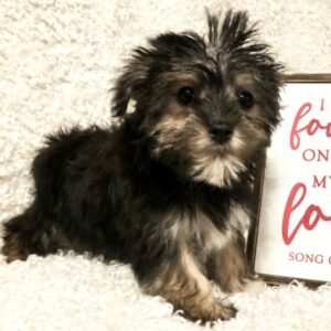 Festus - Morkie Macho