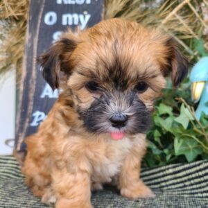 Boubou - Hembra Shorkie (Shih Tzu + Yorkshire Terrier)