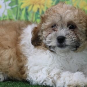 Owen - Shih Poo Macho