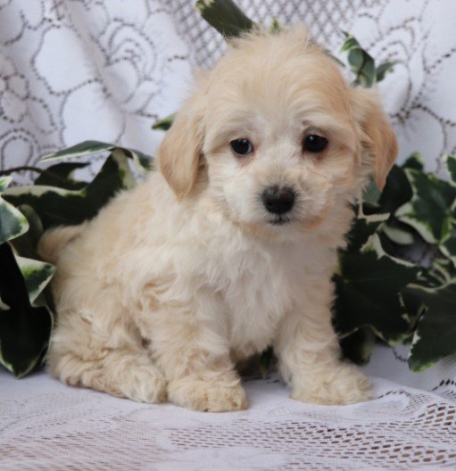Polly - Shih Poo Hembra
