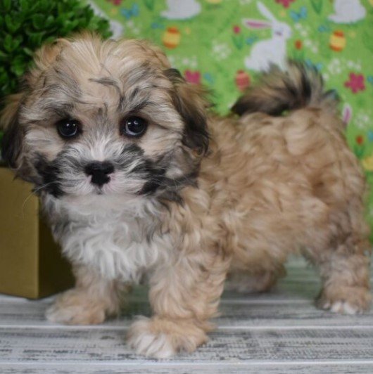 Willow - Shih Poo Hembra
