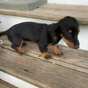 Peaches - Teckel Hembra