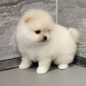 Sonia - Pomeranian Hembra