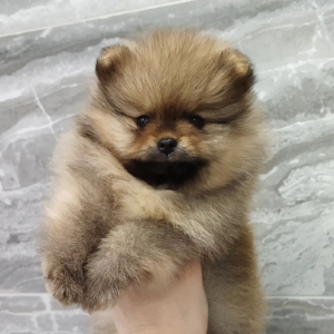 Max - Pomeranian Macho