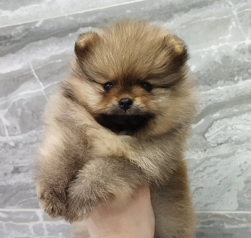Max - Pomeranian Macho