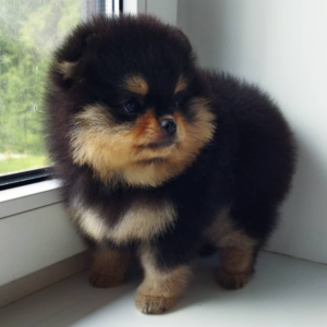 cheryl pomeranian hembra