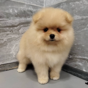 sheila pomeranian hembra