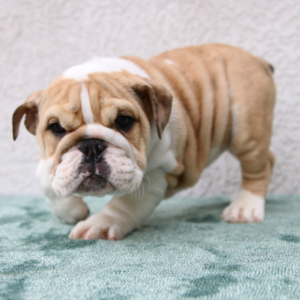 Iris - Bulldog Inglés Hembra