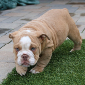 Athena - Bulldog Inglés Hembra