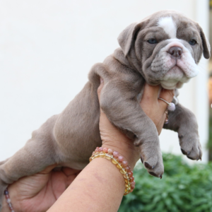 Panelope - Bulldog Inglés Hembra