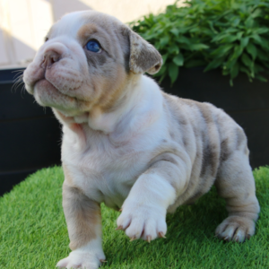 Zeus - Bulldog Inglés Macho