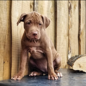 Garuna - Pitbull Terrier Hembra