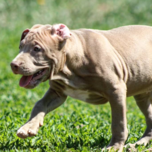 Silver - Pitbull Terrier Macho