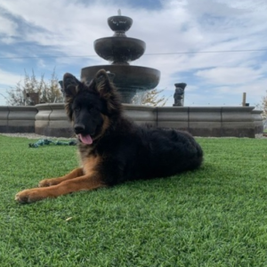 max macho pastor alemán