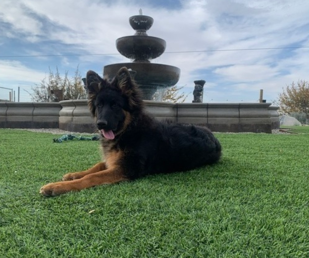 max macho pastor alemán max macho pastor alemán