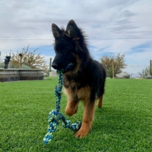 sam macho pastor alemán