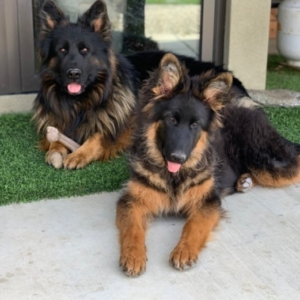 madi hembra pastor alemán