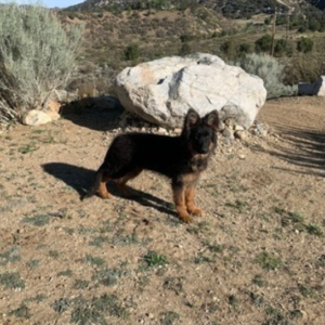 joy hembra pastor alemán