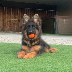 kayla hembra pastor alemán