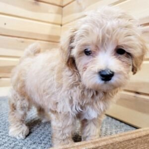 TREVOR - Macho Maltipoo