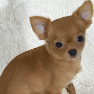 teddy macho chihuahua