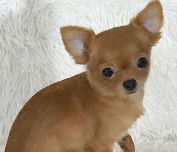 teddy macho chihuahua teddy macho chihuahua